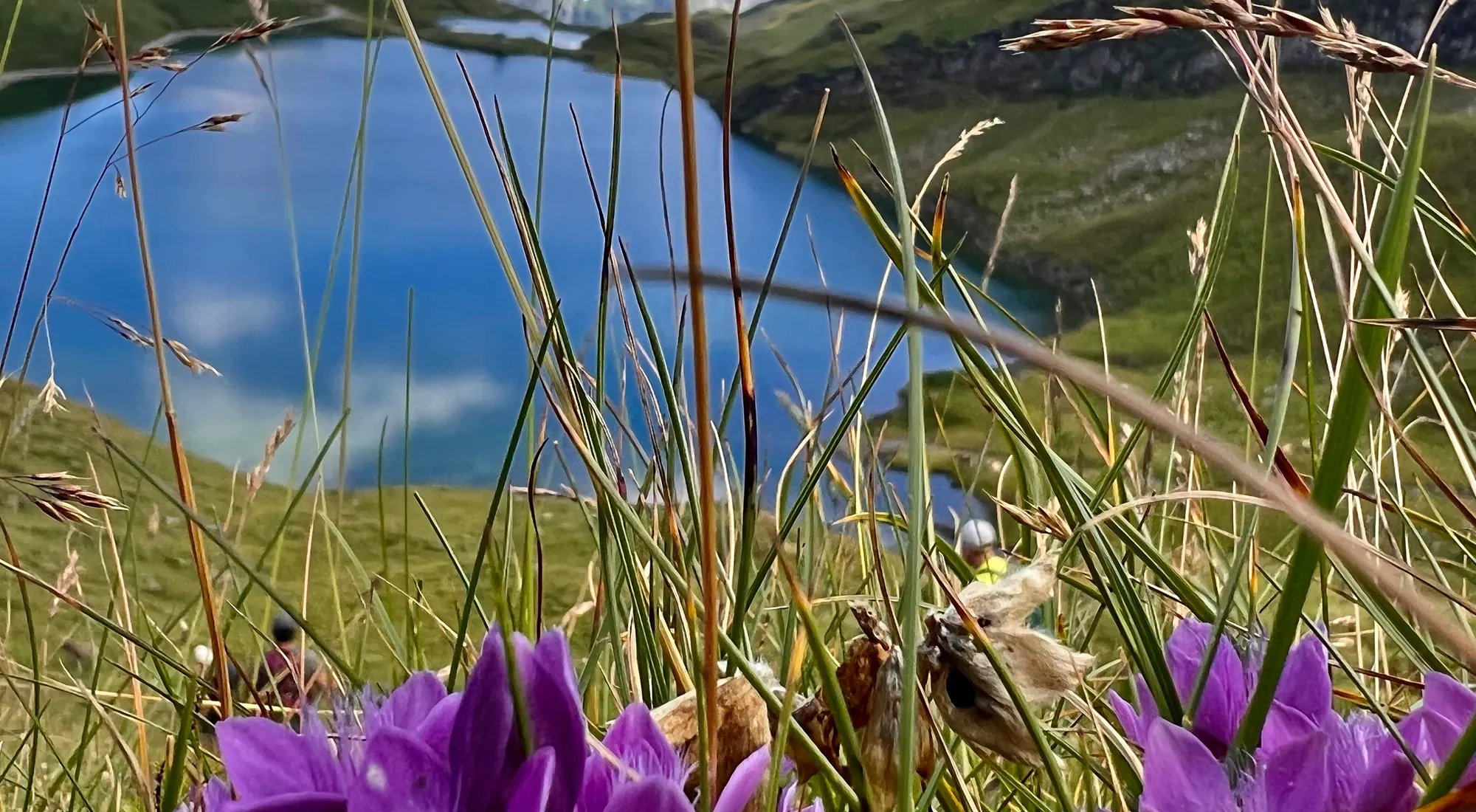 Purple gentian wildflowers above Bachalpsee lake with alpine peaks in high summer, Jungfrau region near Lauterbrunnen