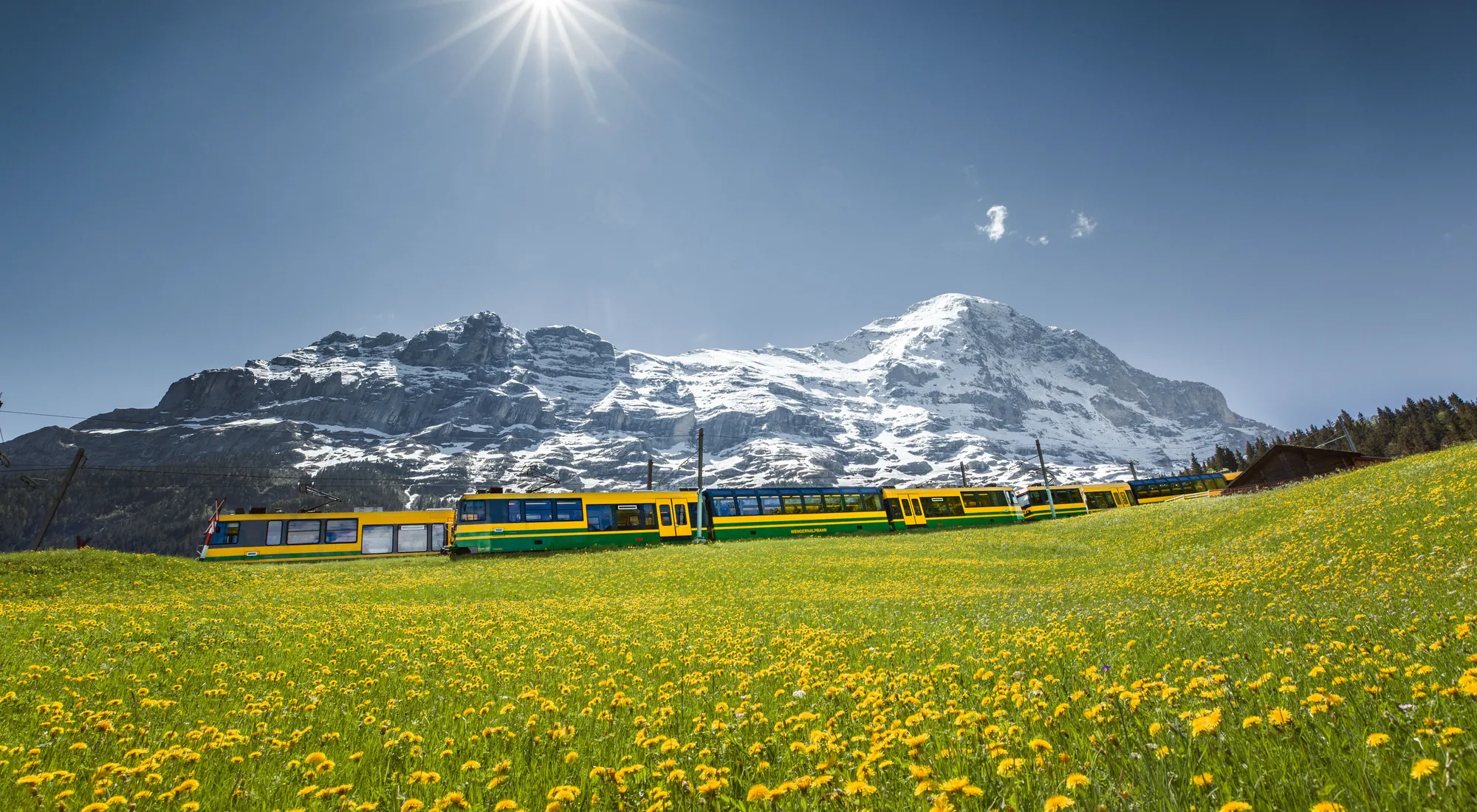 Yellow Wengernalpbahn train crossing a dandelion meadow below the snow-capped Eiger in spring, Lauterbrunnen valley