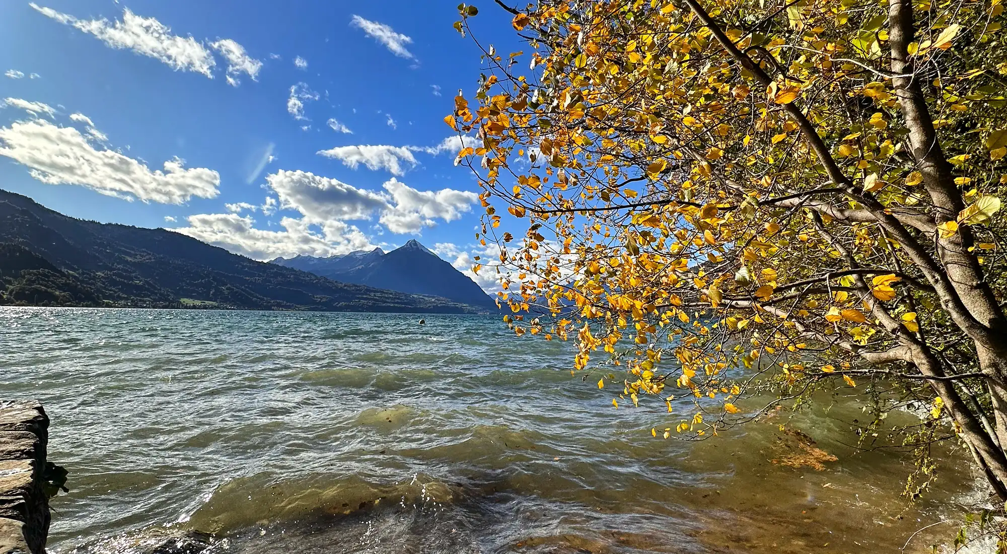 Golden autumn foliage on the shore of Lake Thun with mountains beyond near Interlaken, Bernese Oberland