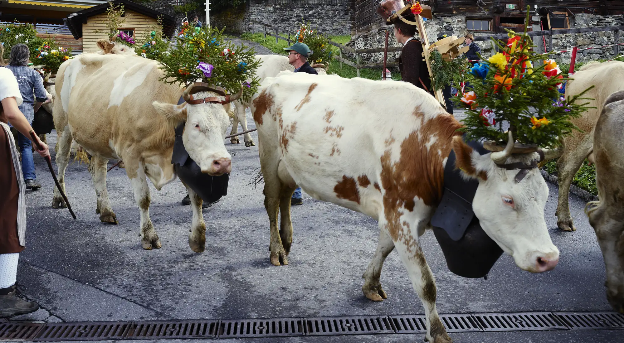 Flower-crowned cows in the Alpabzug cattle descent parading through a Bernese Oberland village in autumn